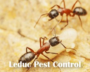 Carpenter Ants Spray