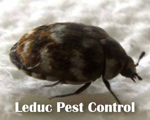 Carpet Beetle in Leduc Alberta