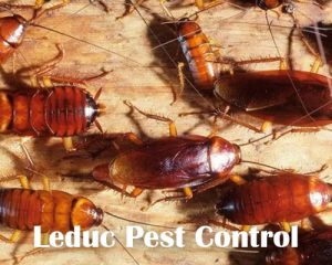 Cockroach Problem in Leduc Alberta