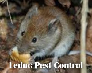 Mice Traps in Leduc
