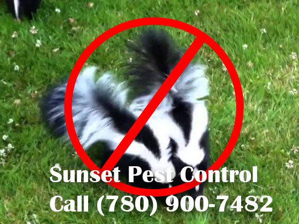 Leduc Skunk Removal Company