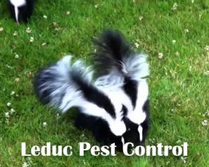 Skunk Removal Service in Leduc, Alberta