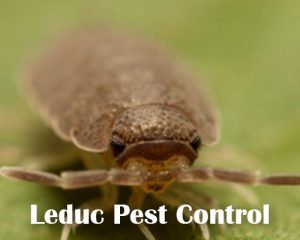 Sow Bugs Infestation in Beaumont Alberta