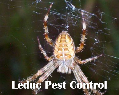 Get Rid Of Spiders in Leduc