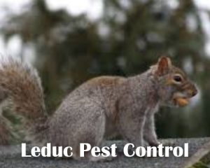 Squirrel Control Nisku