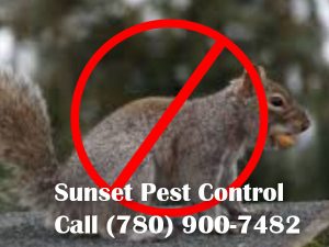 Squirrel Removal Service in Leduc